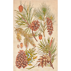 Melissa Shirley Designs Mary Lake Thompson Pine Cones Needlepoint Canvas