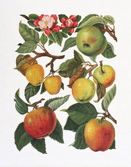 Melissa Shirley Designs Blossoms & Apples MS Needlepoint Canvas