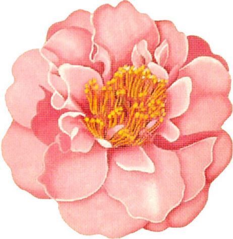 Melissa Shirley Designs Light Pink Camellia Needlepoint Canvas