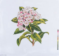 Barbara Russell Wildflower: Mountain Laurel Needlepoint Canvas