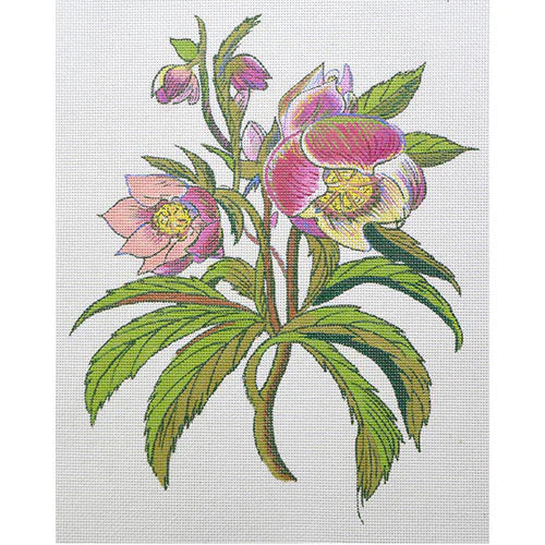 Zecca Wesley Allsbrook Hellbore Needlepoint Canvas